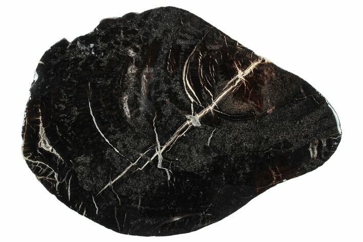 Jurassic Purbeck Fossil Wood Slab - Dorset, England #279481